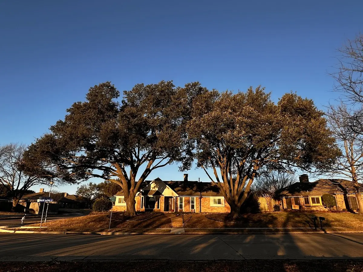Established residential canopy tree shading a home in Start
